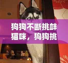 狗狗不断挑衅猫咪,狗狗挑衅的动作
