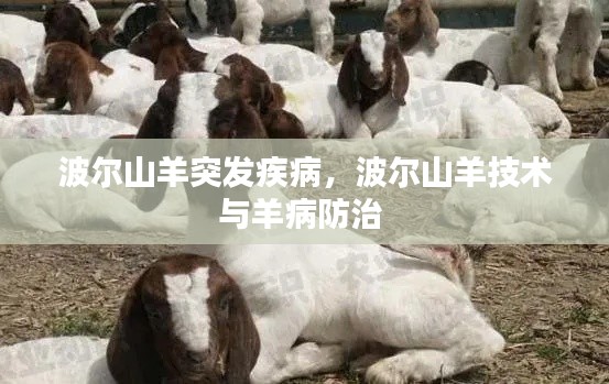 波尔山羊突发疾病,波尔山羊技术与羊病防治