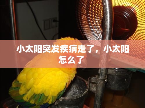 小太阳突发疾病走了,小太阳怎么了
