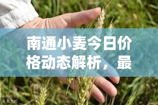 南通小麦今日价格动态解析,最新行情一览