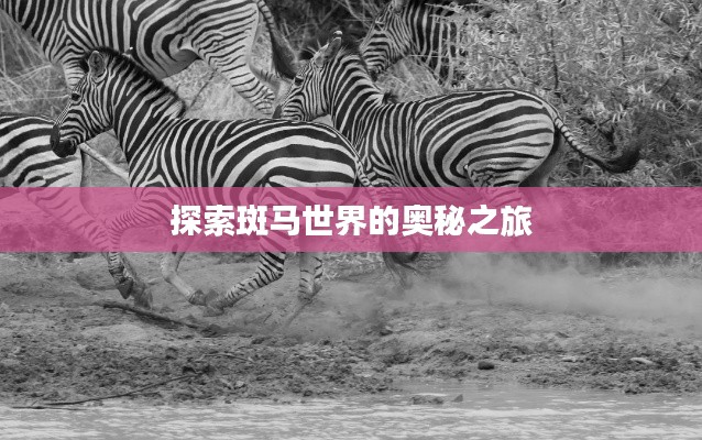 探索斑马世界的奥秘之旅