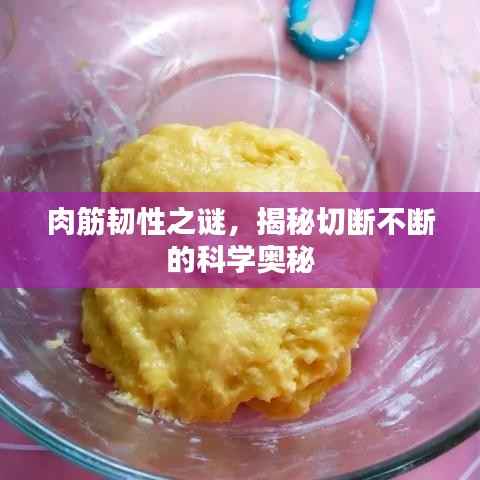 肉筋韧性之谜,揭秘切断不断的科学奥秘