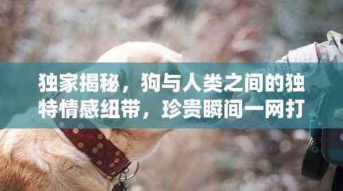 独家揭秘,狗与人类之间的独特情感纽带,珍贵瞬间一网打尽!