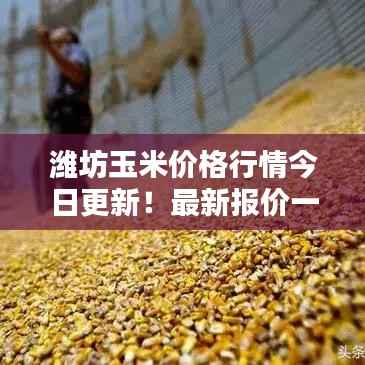 潍坊玉米价格行情今日更新!最新报价一网打尽