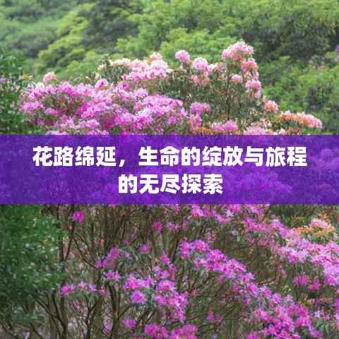 花路绵延,生命的绽放与旅程的无尽探索