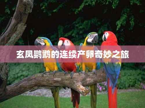 玄凤鹦鹉的连续产卵奇妙之旅