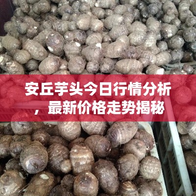 安丘芋头今日行情分析,最新价格走势揭秘