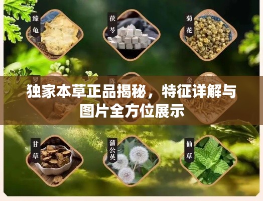 独家本草正品揭秘,特征详解与图片全方位展示